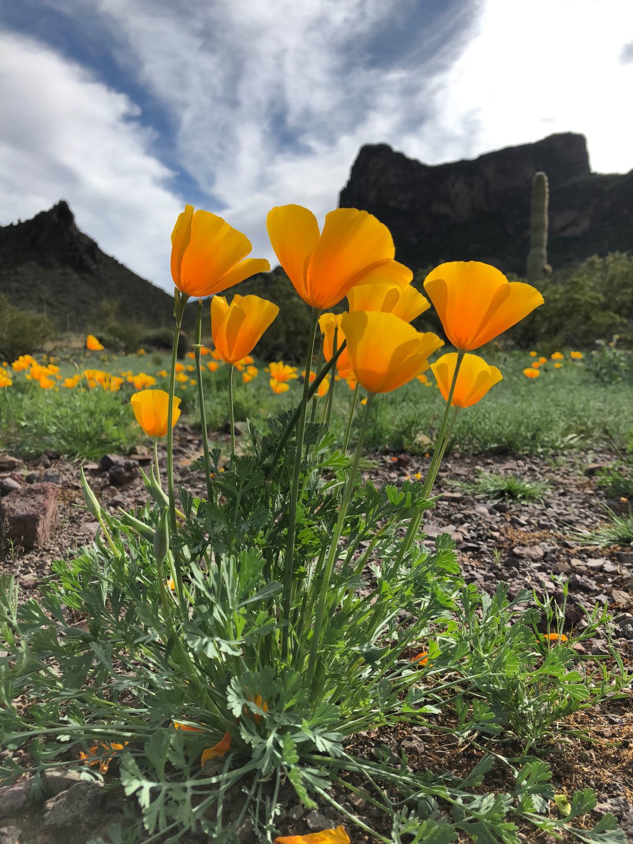 Picacho Peak blooms